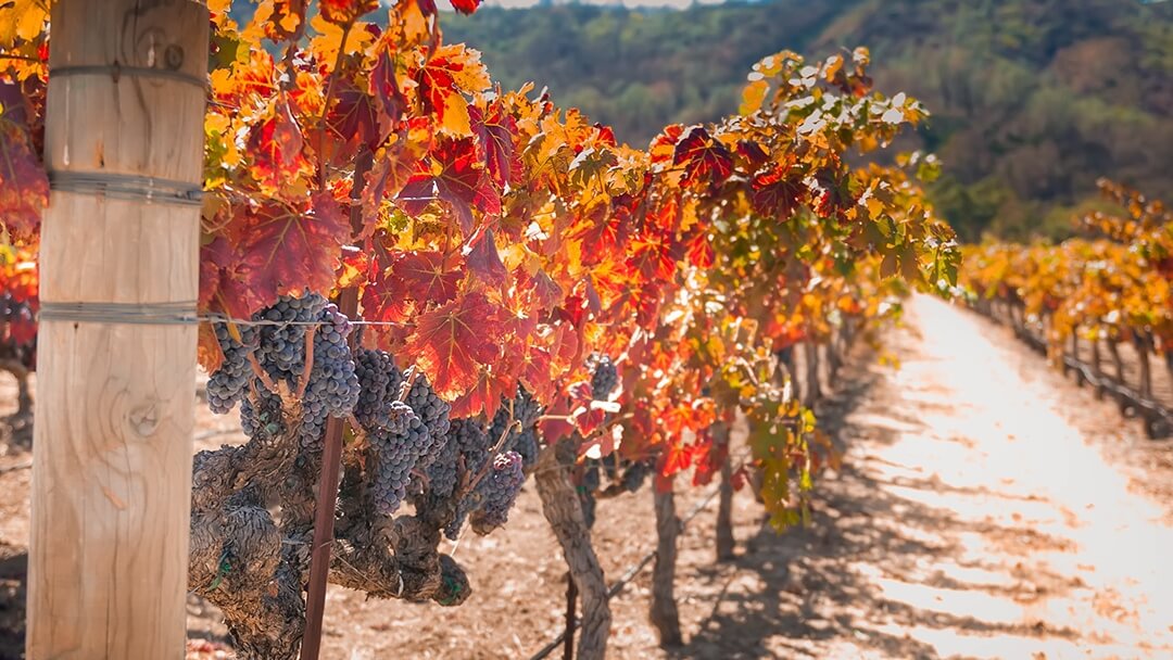 Nichelini Family Winery