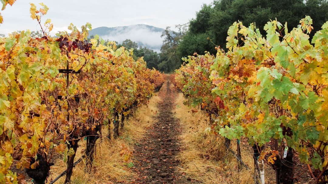 Rutherford Ranch Winery