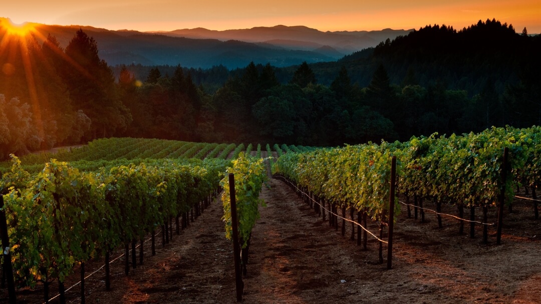 Schramsberg Vineyards & Davies Vineyards