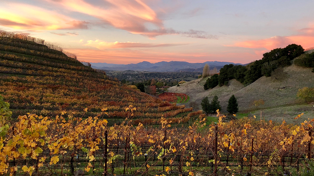 Porter Family Vineyards